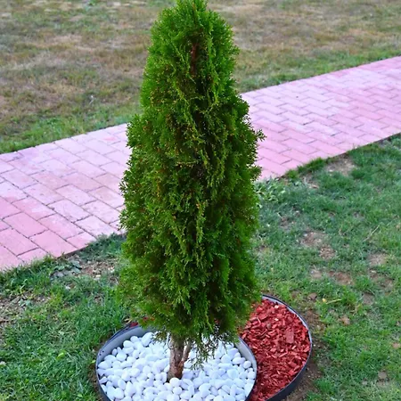 Gocki Raj 2 * גוץ'