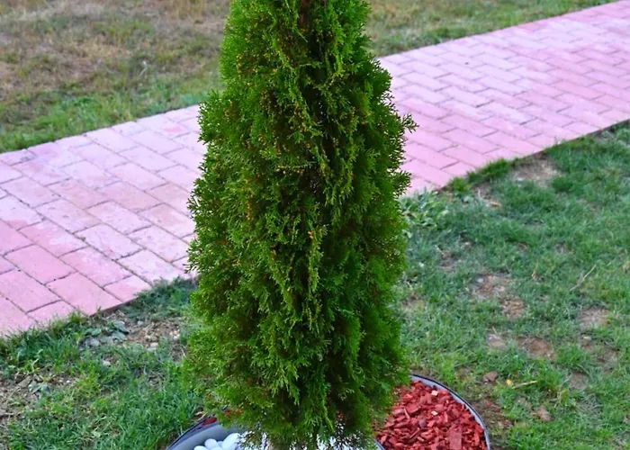 Gocki Raj 2 * 고츠